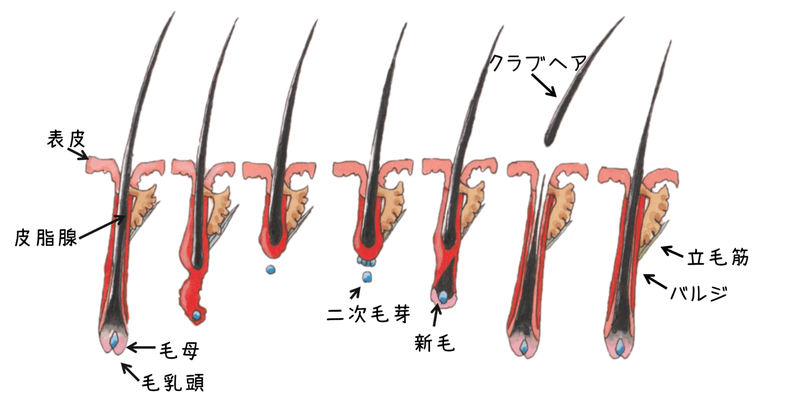 FUTの方が本当に優秀なのか。｜東京 自毛植毛 アルモ形成クリニック 美容外科